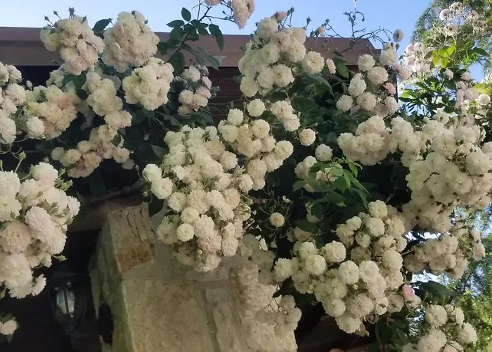 Bubullime Albania Lushnjë