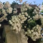 Bubullime Albania Lushnjë
