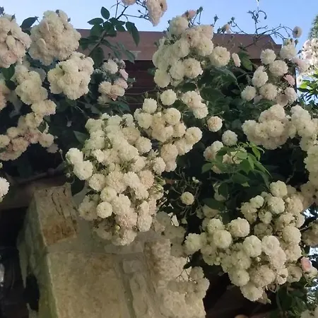 Bubullime Albania Lushnjë